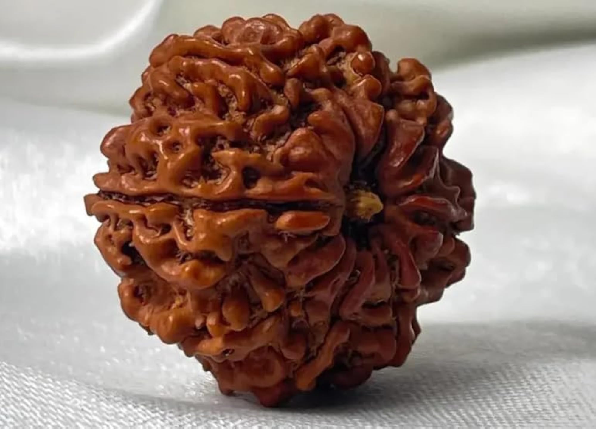 9 Mukhi Rudraksha Pendant with Silver Capping, Certified Natural Bead
